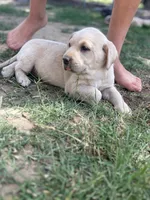 Sugar (Champagne female), a female Labrador Retriever for sale in Visalia, CA – Photo 5 of 10