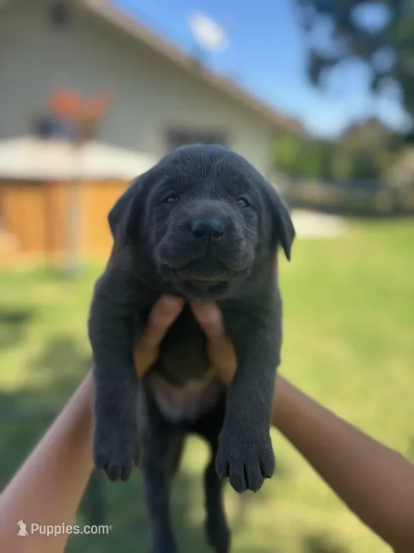 Smokey (Charcoal male) – Labrador Retriever puppy for sale in Visalia, CA