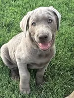 Sunny (silver male), a male Labrador Retriever for sale in Visalia, CA – 3 of 8