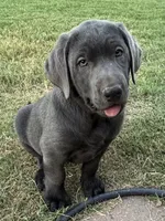 Buddy (charcoal male), a male Labrador Retriever for sale in Visalia, CA – 2 of 8