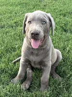 Sunny (silver male), a male Labrador Retriever for sale in Visalia, CA – 2 of 8