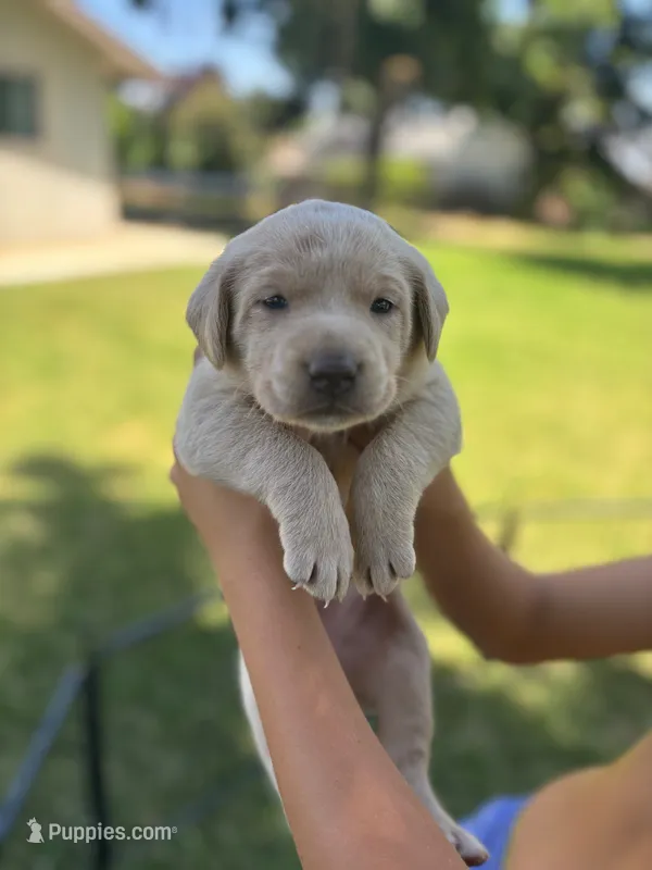 Coco (Champagne female) – Labrador Retriever puppy for sale in Visalia, CA
