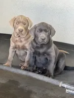 Sleepy (silver male), a male Labrador Retriever for sale in Visalia, CA – 3 of 5