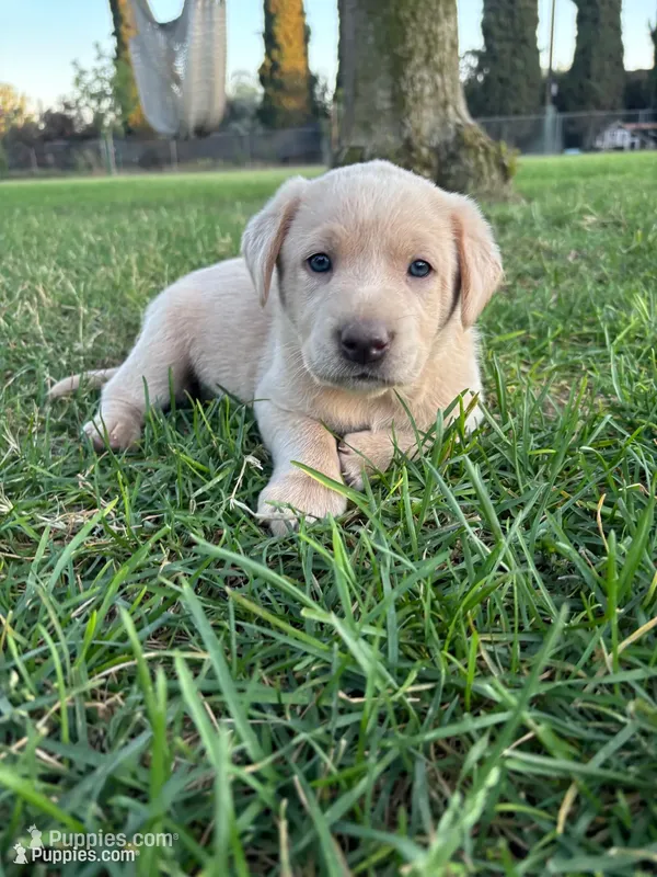 Lady (Champagne female) – Labrador Retriever puppy for sale in Visalia, CA