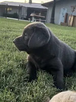 Buddy (charcoal male), a male Labrador Retriever for sale in Visalia, CA – 4 of 8