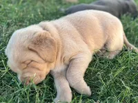 Coco (Champagne female), a female Labrador Retriever for sale in Visalia, CA – Photo 3 of 9