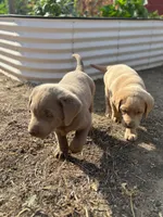 Coco (Champagne female), a female Labrador Retriever for sale in Visalia, CA – Photo 7 of 9