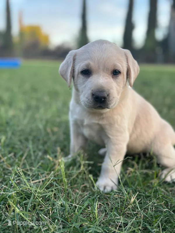 Coco (Champagne female) – Labrador Retriever puppy for sale in Visalia, CA