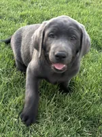 Buddy (charcoal male), a male Labrador Retriever for sale in Visalia, CA – 3 of 8