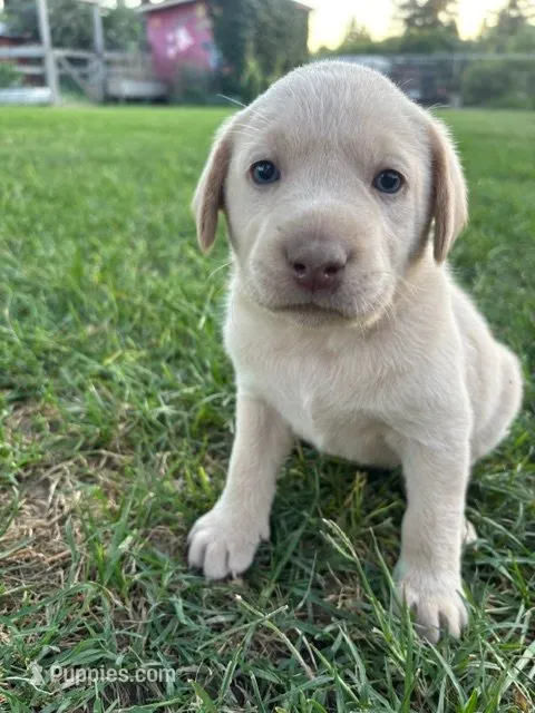 Lady (Champagne female) – Labrador Retriever puppy for sale in Visalia, CA