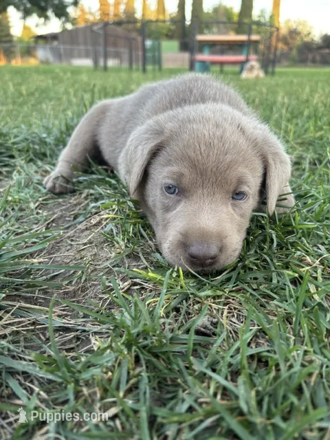 Lucky (Silver male) – Labrador Retriever puppy for sale in Visalia, CA