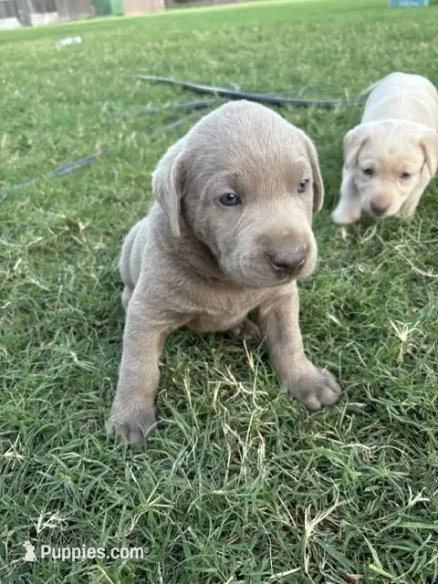 Sleepy (Silver male) – Labrador Retriever puppy for sale in Visalia, CA