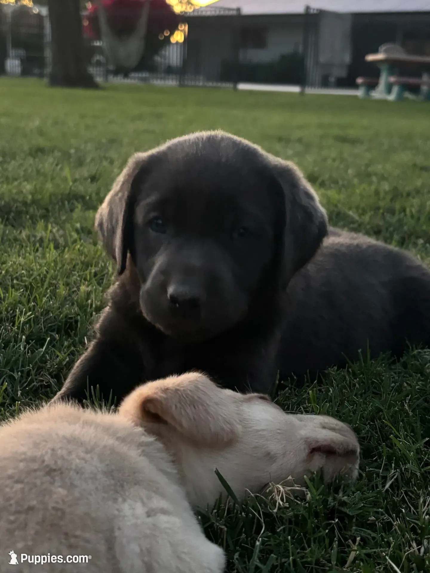 Buddy (charcoal male), a male Labrador Retriever for sale in Visalia, CA – 4 of 8