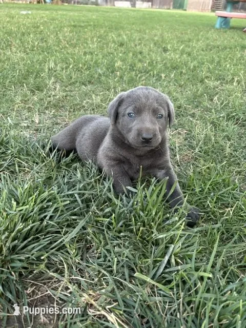 Smokey (Charcoal male) – Labrador Retriever puppy for sale in Visalia, CA