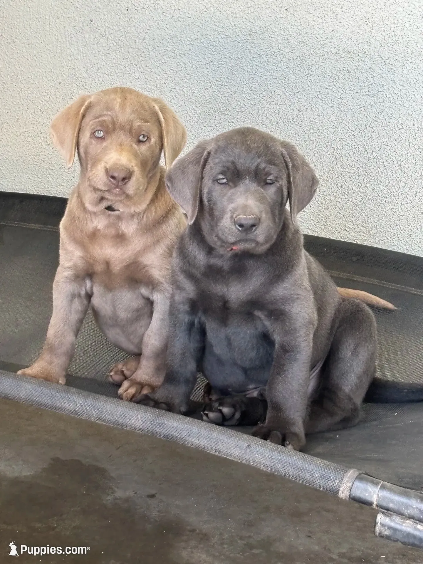 Buddy (charcoal male), a male Labrador Retriever for sale in Visalia, CA – 7 of 8