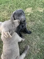 Sunny (silver male), a male Labrador Retriever for sale in Visalia, CA – 4 of 8