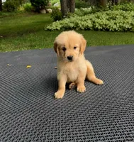 Minnie, a female Golden Retriever for sale in Saint Paul, MN – 1 of 1