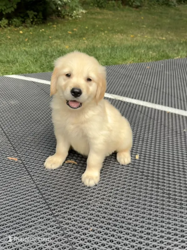 Boomer  – Golden Retriever puppy for sale in Saint Paul, MN