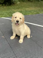 Boomer , a male Golden Retriever for sale in Saint Paul, MN – 1 of 1