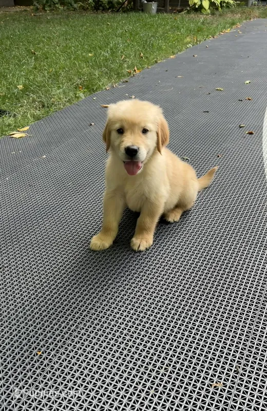 Max – Golden Retriever puppy for sale in Saint Paul, MN