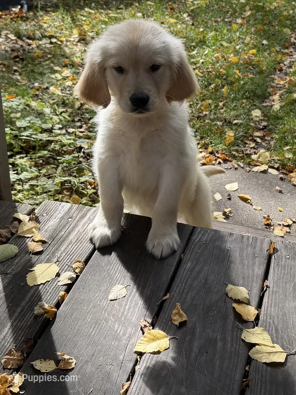 Buddy – Golden Retriever puppy for sale in Saint Paul, MN