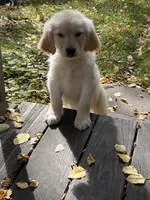 Buddy, a male Golden Retriever for sale in Saint Paul, MN – 1 of 1