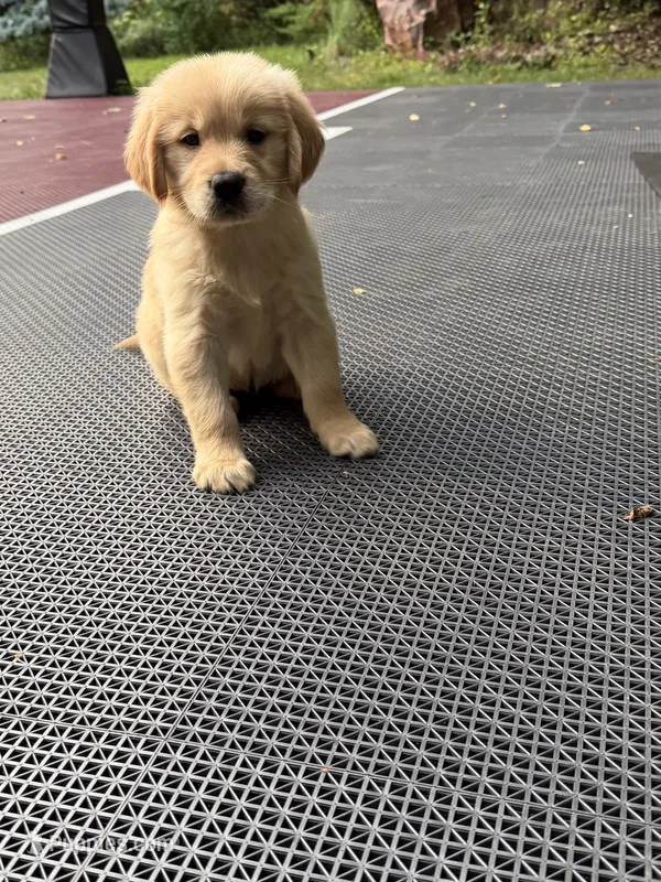 Bella – Golden Retriever puppy for sale in Saint Paul, MN
