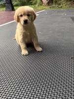 Bella, a female Golden Retriever for sale in Saint Paul, MN – 1 of 1