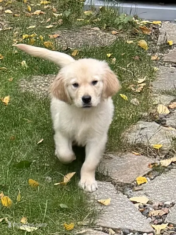 Boomer  – Golden Retriever puppy for sale in Saint Paul, MN