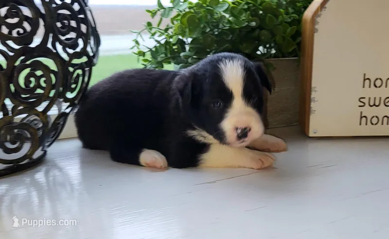 Bear – Border Collie puppy for sale in Cedar, IA