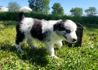 Wren, a female Border Collie for sale in Cedar, IA – 2 of 6