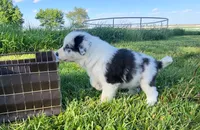 Wren, a female Border Collie for sale in Cedar, IA – 3 of 6