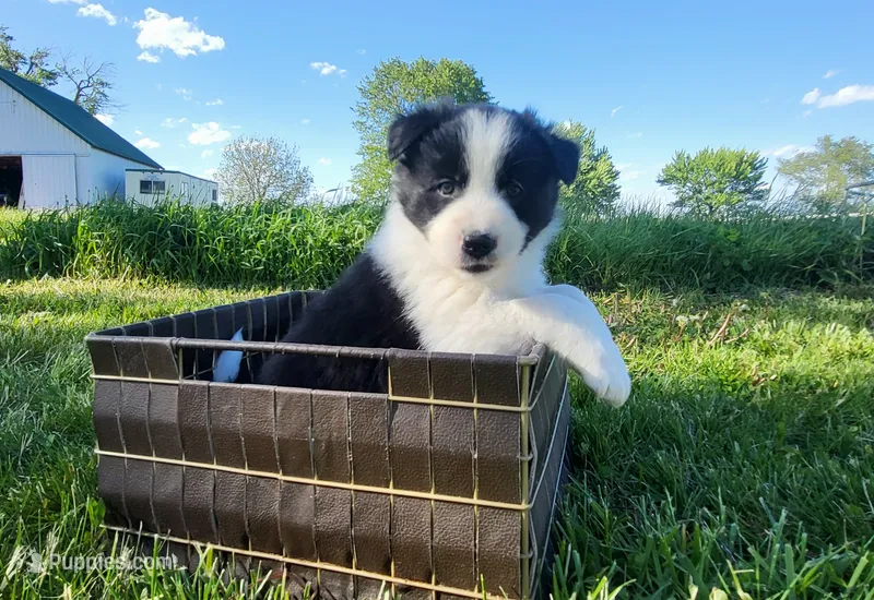 Mable – Border Collie puppy for sale in Cedar, IA
