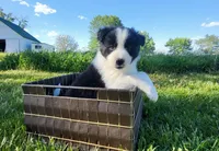 Mable, a female Border Collie for sale in Cedar, IA – 1 of 3