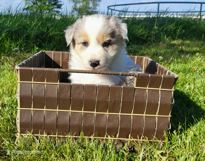 Jax – Border Collie puppy for sale in Cedar, IA