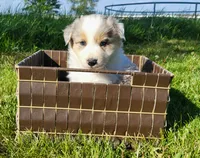 Jax, a male Border Collie for sale in Cedar, IA – 1 of 3
