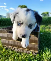 Mav, a male Border Collie for sale in Cedar, IA – 3 of 3