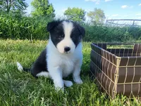 Mable, a female Border Collie for sale in Cedar, IA – 3 of 3