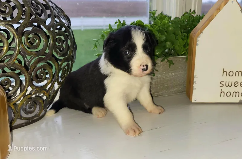 Teddy – Border Collie puppy for sale in Cedar, IA
