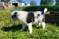 Wren, a female Border Collie for sale in Cedar, IA – 4 of 6