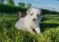 Mav, a male Border Collie for sale in Cedar, IA – 2 of 3