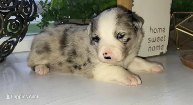 Pickles – Border Collie puppy for sale in Cedar, IA