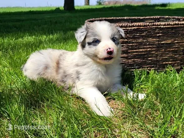 Pickles – Border Collie puppy for sale in Cedar, IA