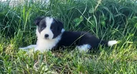 Mable, a female Border Collie for sale in Cedar, IA – 2 of 3