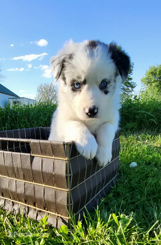 Mav – Border Collie puppy for sale in Cedar, IA