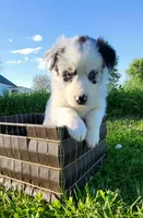 Mav, a male Border Collie for sale in Cedar, IA – 1 of 3