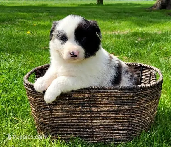 Rio – Border Collie puppy for sale in Cedar, IA
