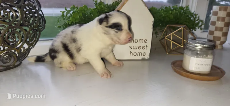 Rio – Border Collie puppy for sale in Cedar, IA