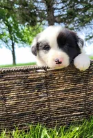 Rio, a male Border Collie for sale in Cedar, IA – 2 of 5