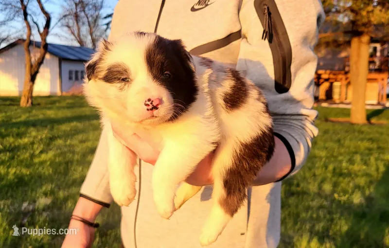 Rio – Border Collie puppy for sale in Cedar, IA